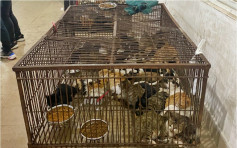 惊传江门市场贩卖被盗猫咪 有猫只被困笼中受惊致死