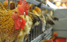 法國朗德省爆發高致病性H5N1禽流感 港暫停進口該地區禽肉及禽類產品