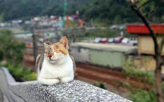 台湾猴硐猫村2幼猫染猫瘟亡 当局吁游客勿触摸喂食
