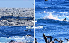 【片段】澳洲海岸75条杀人鲸围攻16米蓝鲸 生死搏斗4小时