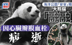 香港大熊猫「安安」独子四川病逝