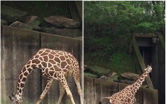 【有片】孟菲斯動物園長頸鹿誕B　網民fb直擊