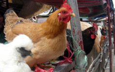 波蘭和德國部分地區爆發禽流感 禽類產品暫停進口