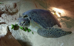 4月踏入綠海龜上岸產卵季節 即日起深灣限制區遊人免進七個月
