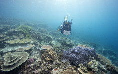 10年内全球14%珊瑚死亡 气候暖化水温上升为元凶