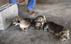 加沙地區動物園 3幼獅戰火下順利出生