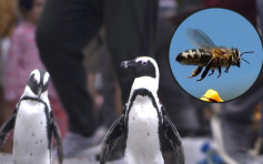 南非63只企鹅离奇暴毙 专家揭凶手为蜜蜂