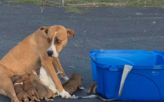 狗媽媽遭人遺棄停車場 不顧危險以身軀保護9隻狗BB