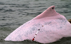 中華白海豚疑遭螺旋槳割出3條大傷痕 獸醫團隊遙距注射抗生素治療