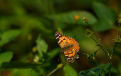 5款蝴蝶包括罕有品种首在港现身 绿色力量料天热或影响生态