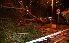 李鄭屋邨15米高大樹倒塌　老翁遭樹枝擊中頭部送院