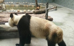 西安熊貓瘦到皮包骨惹網民怒轟 動物園解釋：牙痛不進食