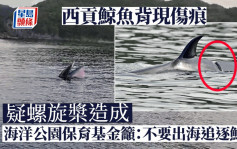 西貢鯨魚背現螺旋槳傷痕 海洋公園保育基金：安全情況堪憂
