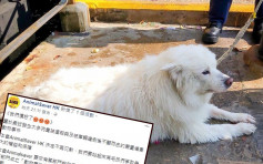 【掟狗落街】动物权益组织月底举行追思会 促政府修例加强刑罚