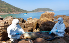 西贡蚺蛇湾发现江豚尸体 今年第8宗