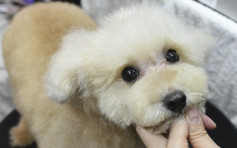 支付宝开放宠物鼻纹辨识技术  首应用于「宠物险」 