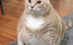 33磅大肥猫过重 新主人制定减肥大计