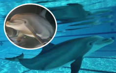 美国科技公司研发逼真机械海豚 有望取代真正海豚表演