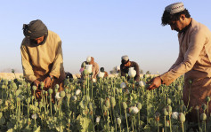 阿富汗下令禁止種植罌粟與毒品交易 挽回國際形象