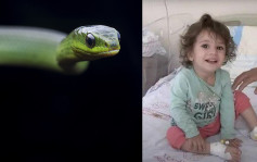 土耳其2岁女童遭蛇咬 大胆反击「咬死蛇」