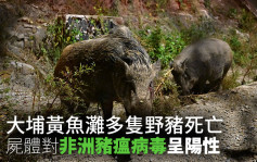 大埔黄鱼滩多只野猪死亡 尸体对非洲猪瘟病毒呈阳性