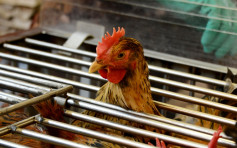 巴基斯坦爆发禽流感 港暂停进口禽类产品