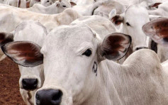 巴西爆發瘋牛症暫停對中國輸出牛肉