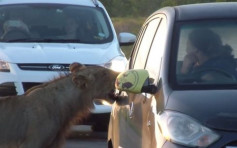 南非野生動物園遊客車門險遭獅子咬開