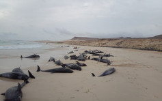 近200条海豚离奇搁浅西非海滩 致136条死亡