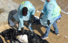 長洲東灣泳灘發現豬屍 漁護署進行非洲豬瘟測試