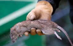 巴黎鼠患恶化 塞纳河边垃圾箱堆满老鼠