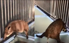 【片段】野猪误闯玻璃天桥 保安解救似打「冰壶」