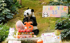 海洋公园为大熊猫庆生 安安成最长寿雄性大熊猫