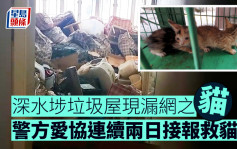 深水埗垃圾屋｜单位仍有「漏网」猫咪 警方爱协再到场救猫