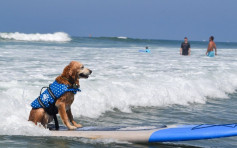 加州举办狗只滑浪大赛 「汪星人」大显身手