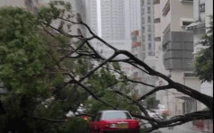 黄雨下香港仔大树倒塌 压中两的士幸无人伤