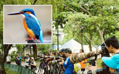 柴灣公園「翠鳥」駕臨 「龍友」帶長炮蜂擁拍照