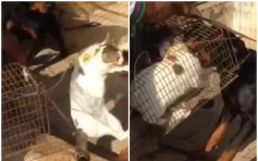 【有片】杜拜冷血男用活猫喂狗　声称报复家禽被害