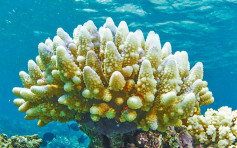 夏季热浪袭大堡礁 91%珊瑚礁白化