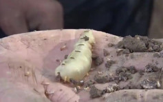 湖北发现60多年的超大蚁穴 蚁王蚁后体长5厘米