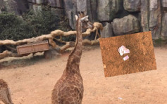 云南游客逾万元现金「喂」长颈鹿 动物园急寻派钱「土豪」