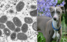 宠物犬与人同床后感染猴痘 首宗人传宠物猴痘病例