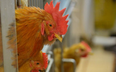 美加州爆禽流感 禽肉禽類產品暫停進港