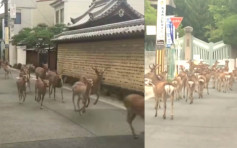 【大阪地震】有先兆？奈良50隻鹿亂闖市區 居民：以為去吃草