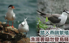 踏入燕鷗繁殖季 漁護署籲勿登島騷擾