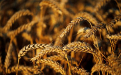 穀物與植物油價格攀升 世界糧食價格創10年新高