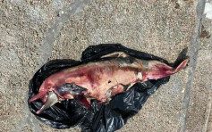大澳对出海面发现中华白海豚尸体