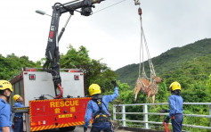 西贡300公斤黄牛堕山坡被困逾4小时 消防出动吊臂车拯救