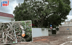 颱風泰利｜九龍塘老榕樹不敵強風斷枝塌下壓旅遊巴 幸無傷亡