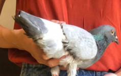 青衣长发邨白鸽被剪翼 警列残酷对待动物案跟进